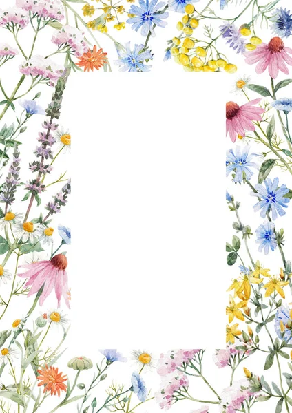 Prachtige Bloemen Frame Met Aquarel Hand Getekend Zomer Wilde Veld — Stockfoto