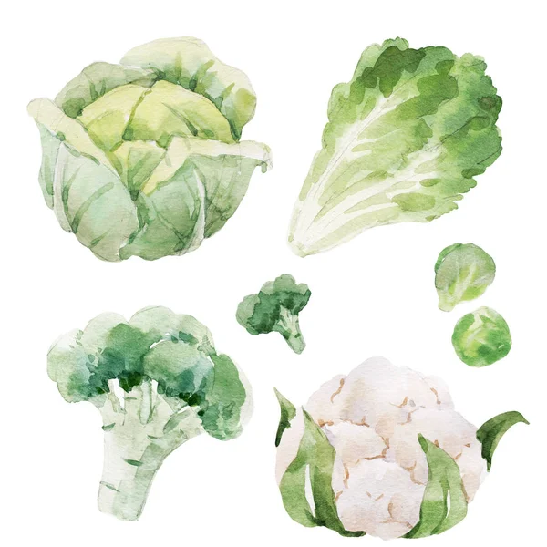 Beautiful Stock Clip Art Illustration Watercolor Tasty Broccoli Cauliflower Cabbage — Stock Photo, Image