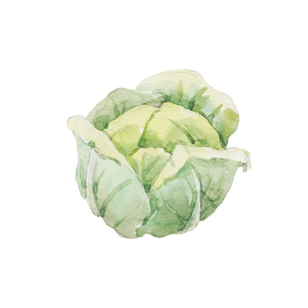 Beautiful Stock Clip Art Illustration Watercolor Tasty Cabbage Vegetable Healthy — Stock Photo, Image