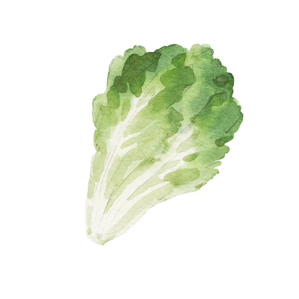 Belle Illustration Clip Art Avec Aquarelle Savoureux Légume Laitue Aliments — Photo