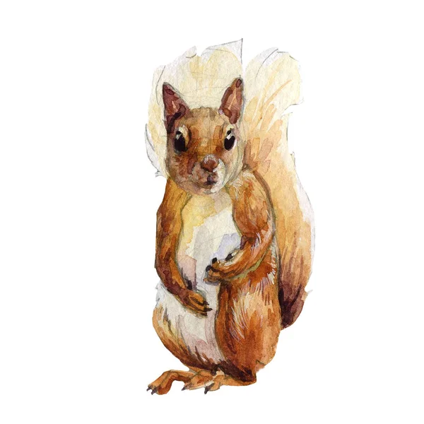 Bonito Estoque Ilustração Com Aquarela Floresta Selvagem Esquilo Animal — Fotografia de Stock
