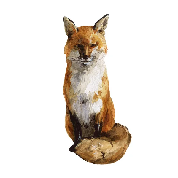 Krásná Stock Ilustrace Akvarelem Les Divoká Liška Zvíře — Stock fotografie