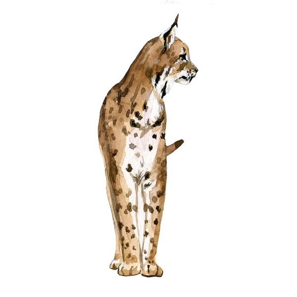 水彩画の森野生のリンクス動物と美しいストックイラスト — ストック写真