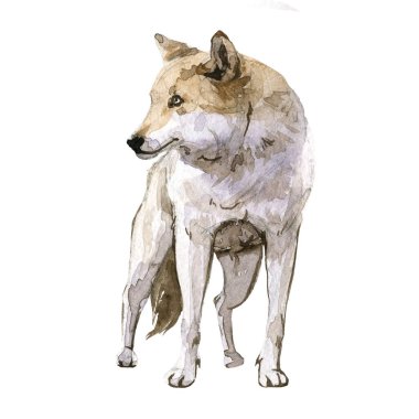 Suluboya orman vahşi kurt hayvanıyla güzel bir örnekleme..