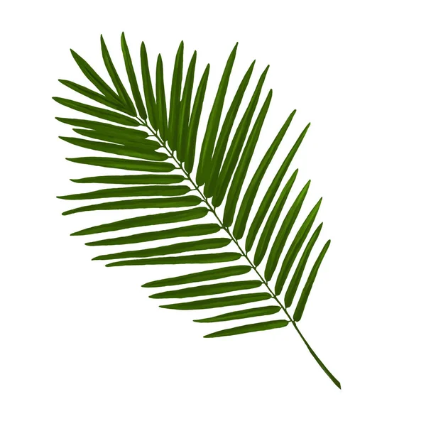 Beautiful Tropical Palm Tree Leaf Clip Art Stock Illustration — Stock Photo, Image