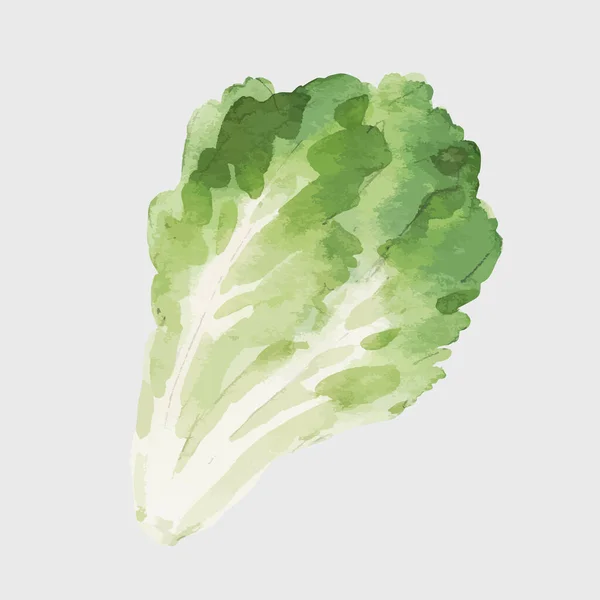Schöne Stock Clip Art Illustration Mit Aquarell Schmackhaftes Salatgemüse Gesunde — Stockvektor