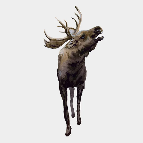 Frumos Vector Ilustrație Stoc Animale Elan Sălbatic Pădure Acuarelă — Vector de stoc