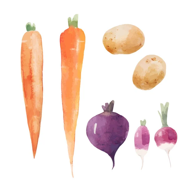 精美的剪贴画与水彩画的胡萝卜土豆甜菜蔬菜萝卜 健康的素食 — 图库矢量图片