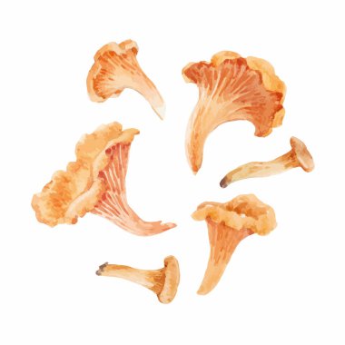 Güzel vektör doğal klipsleme sanatı ve suluboya orman chanterelle mantarı. Stok illüstrasyonu.