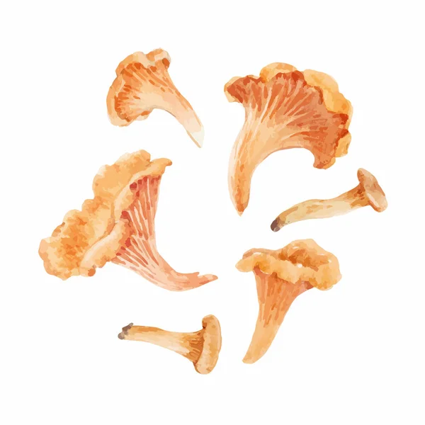 Beautiful Vector Natural Clip Art Watercolor Forest Chanterelle Mushroom Stock — Stock Vector