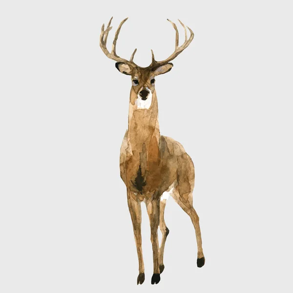 Hermoso Vector Stock Ilustración Con Acuarela Bosque Salvaje Ciervo Animal — Archivo Imágenes Vectoriales