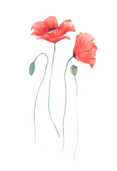 Bel Ensemble Floral Avec Deux Fleurs Pavot Rouge Aquarelle Illustration — Photo