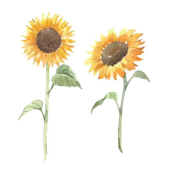 Beautiful Floral Set Two Watercolor Sunflowers Stock Illustration — Stock Photo, Image