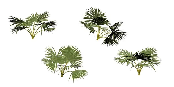 Листья Пальмы Изолированы Белом Фоне Рендеринг — стоковое фото