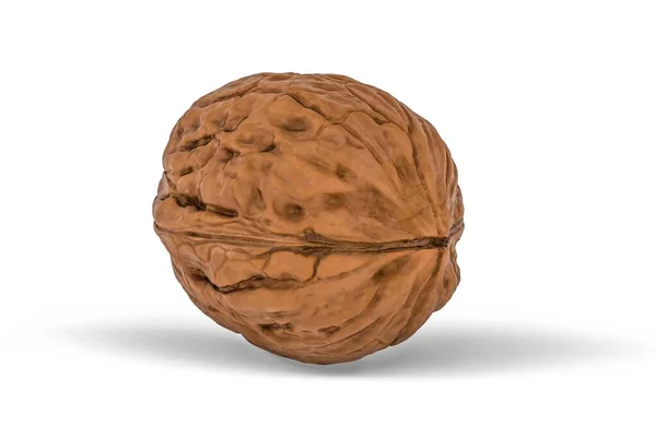 Walnut Isolated White Background Render — 图库照片