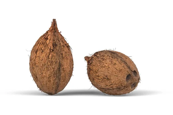 배경에서 코코넛 렌더링 — 스톡 사진