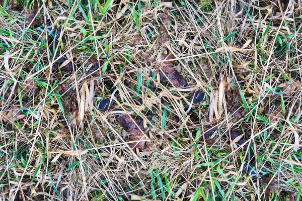 Grass Texture Close Fragment Damaged Neglected Grass — Stock Photo, Image