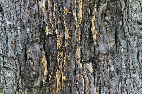 Текстура Дерева Вид Сверху Крупный План Коры Дерева Большими Шипами — стоковое фото