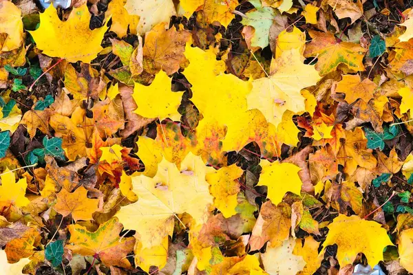 Textur Der Herbstblätter Draufsicht Und Nahaufnahme Bunter Blätter — Stockfoto