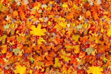 Sonbahar yaprakları dokusu - üst görünüm ve renkli yaprakların yakın görüntüsü