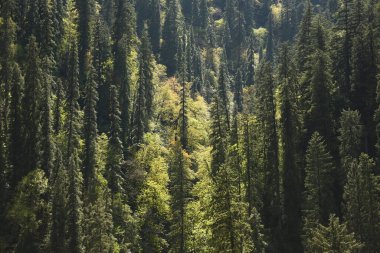 green pine trees in the forest at sunset