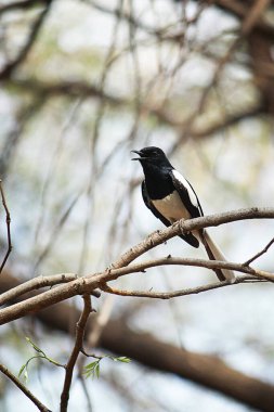 a bird sitting on the branch of the tree