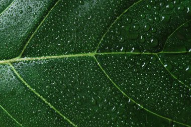 close-ups of green leaves.