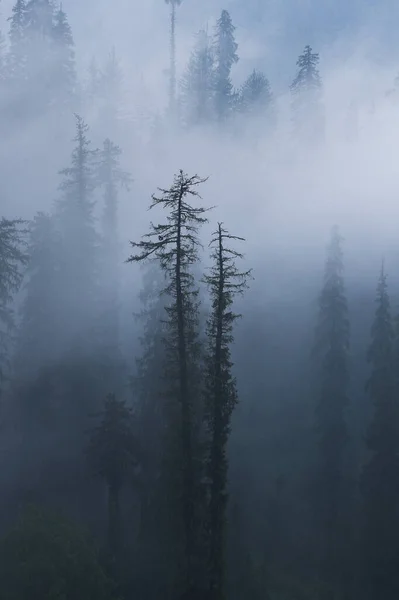 Ormanda Sisli Bir Sabah Sisi — Stok fotoğraf