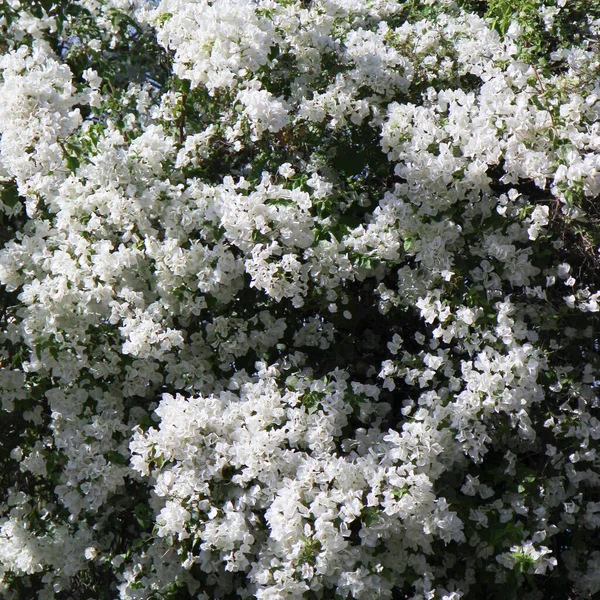 Blooming White Flowers Natural Background — 图库照片