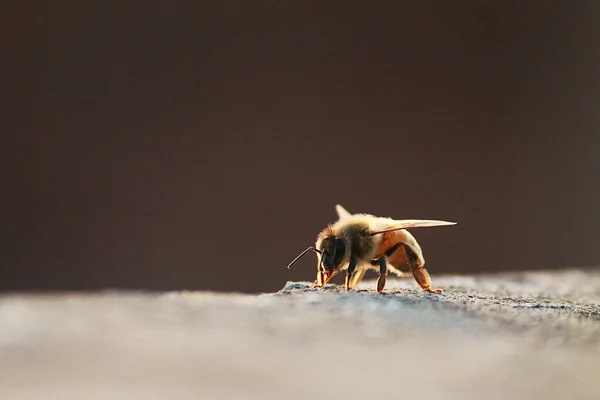 Vista Cerca Los Insectos Naturaleza —  Fotos de Stock