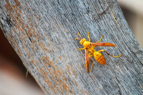 Vue Rapprochée Insecte Nature — Photo