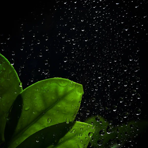 Water Drop Leaf Garden — Stock Photo, Image