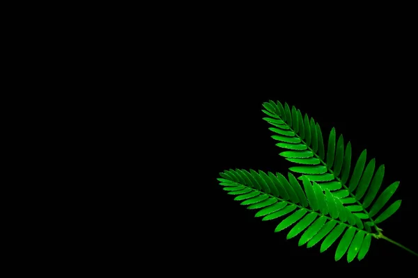fern leaves isolated on black background