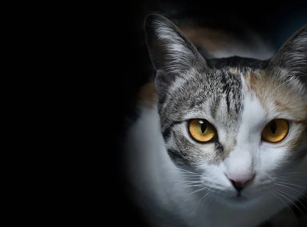 Porträt Einer Schwarzen Katze — Stockfoto