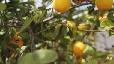 Ağaçtaki olgun sarı limonlar. Citrus Çiftliği 4K görüntüleri