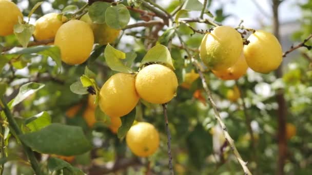 Limones amarillos maduros en un árbol. Citrus Plantation imágenes 4K — Vídeos de Stock