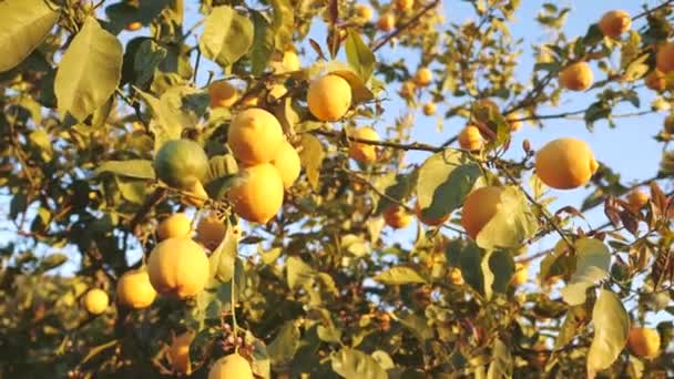 노란색 레몬을 나무 위에 얹어 놓는다. Citrus Plantation 4K footage — 비디오