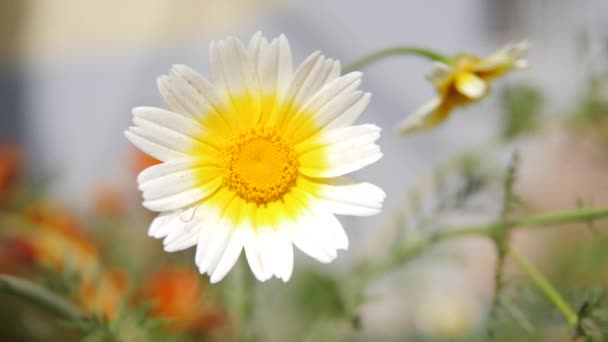 Белая и желтая ромашка Цветы 4K Весна концепция — стоковое видео