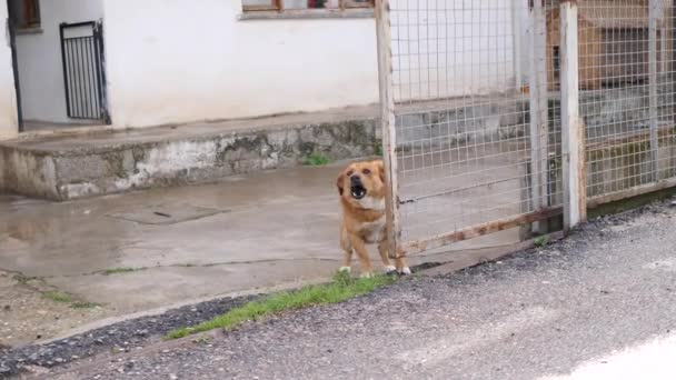 Kis dühös kutya láncon ugat a kamerába. 4K Lassított mozgás — Stock videók