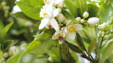 Bal Arısı, Citrus Portakal Çiçekleri 4K 'den Polen Topluyor