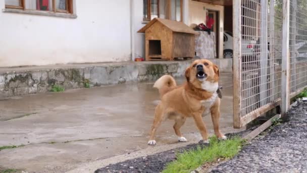 Μικρό θυμωμένο σκυλί στην αλυσίδα που γαβγίζει στην κάμερα. Επιβράδυνση 4K — Αρχείο Βίντεο
