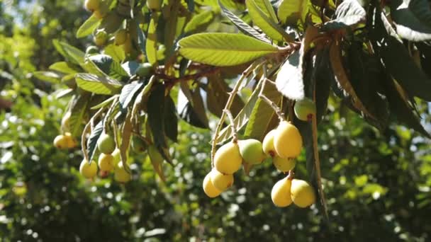 Medlar Fruits Tree Plantation 4K — стоковое видео