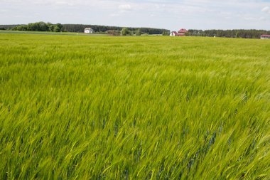 Kış arpası (Hordeum sativum). Kış arpası.