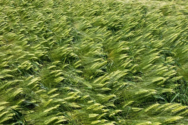 Cebada Invierno Hordeum Sativum Campo Cebada Invierno — Foto de Stock