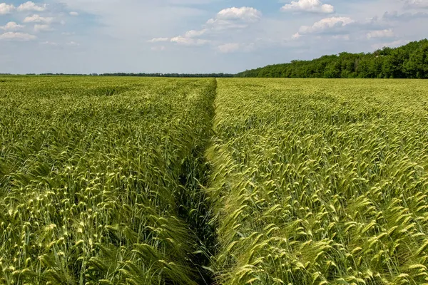 Wintergerste Hordeum Sativum Feld Der Wintergerste — Stockfoto