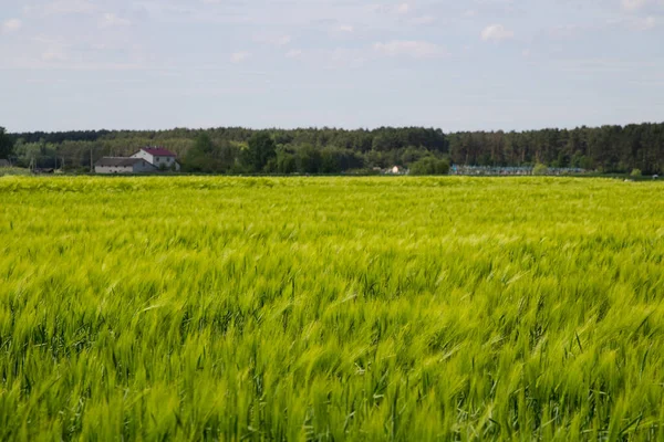 Kış arpası (Hordeum sativum). Kış arpası.