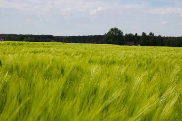 Wintergerste Hordeum Sativum Feld Der Wintergerste — Stockfoto