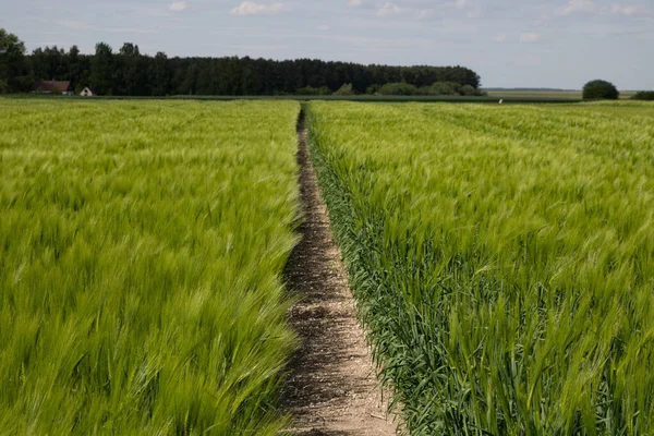 Wintergerste Hordeum Sativum Feld Der Wintergerste — Stockfoto