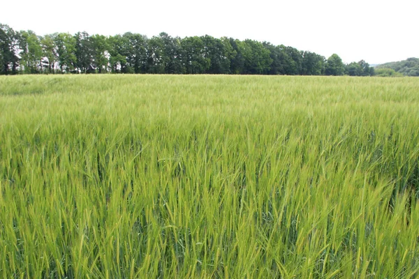 Cebada Invierno Hordeum Sativum Campo Cebada Invierno — Foto de Stock