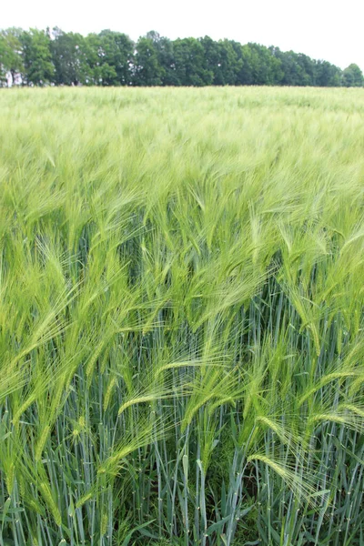 Vinterkorn Hordeum Sativum Fält För Vinterkorn — Stockfoto